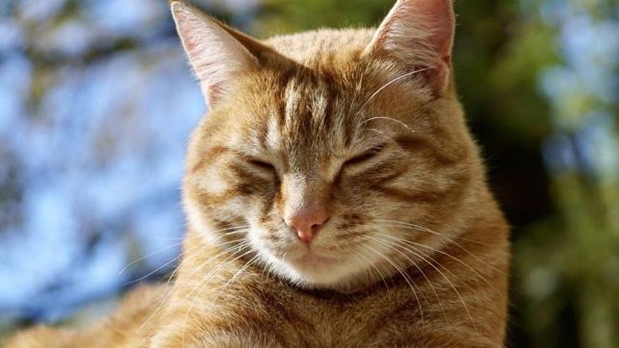 ¿Tu gato te guiña los ojos? Así te dice cuánto te quiere