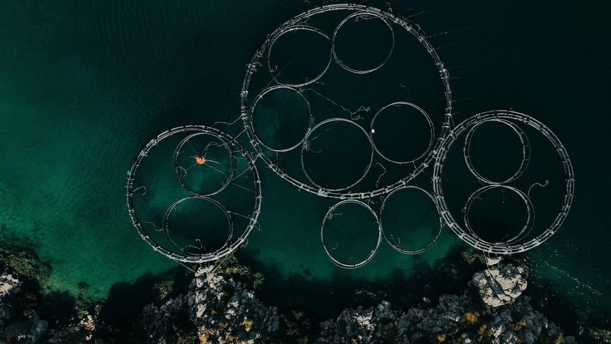 La acuicultura, ¿más sostenible que la agricultura y la ganadería?