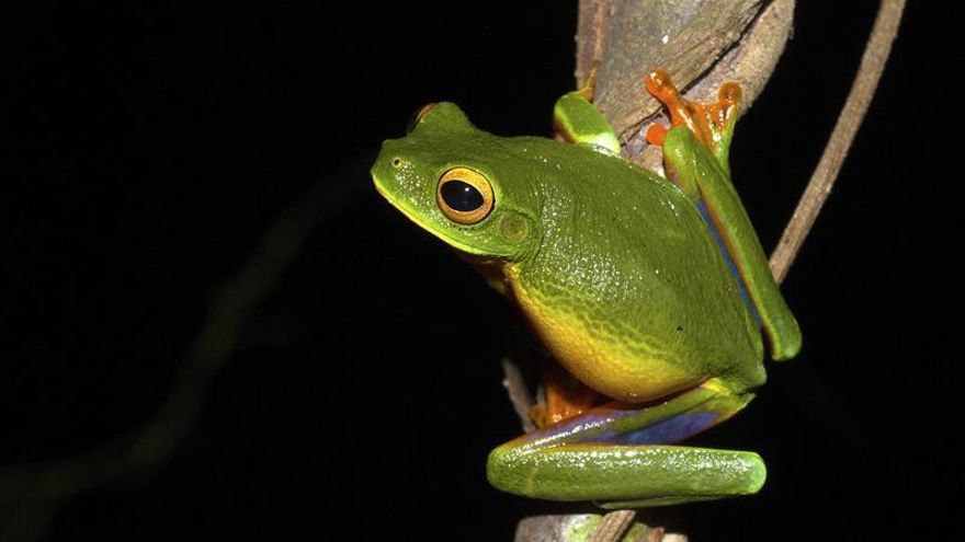 Descubren una nueva especie de rana arborícola verde en el norte de Australia