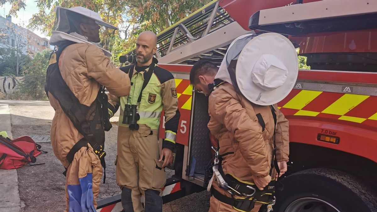 Los Bomberos de Zaragoza retiran el primer nido de avispa asiática localizado en la ciudad: así ha sido la operación