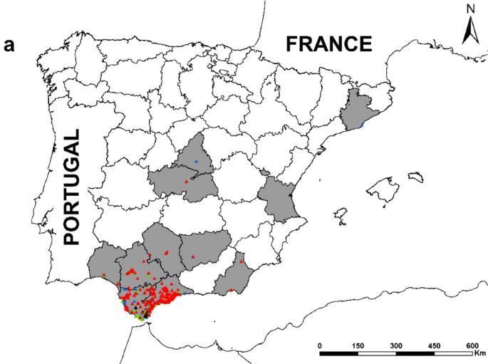 Expansión del avispón oriental (Vespa orientalis). Los colores indican el año del registro: hasta 2021 (negro), 2022 (azul), 2023 (verde) y 2024 (rojo) | Estación Biológica de Doñana - CSIC
