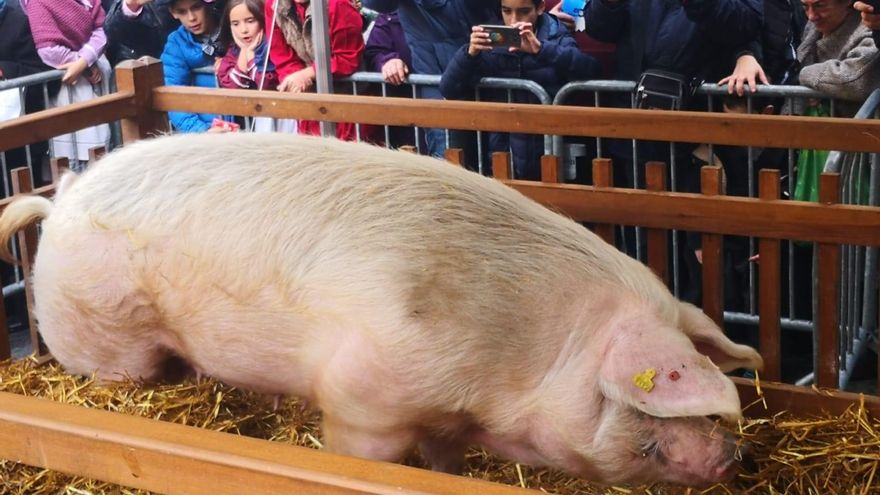 Archivo - La cerda Gilda de la feria de Santo Tomás de San Sebastián