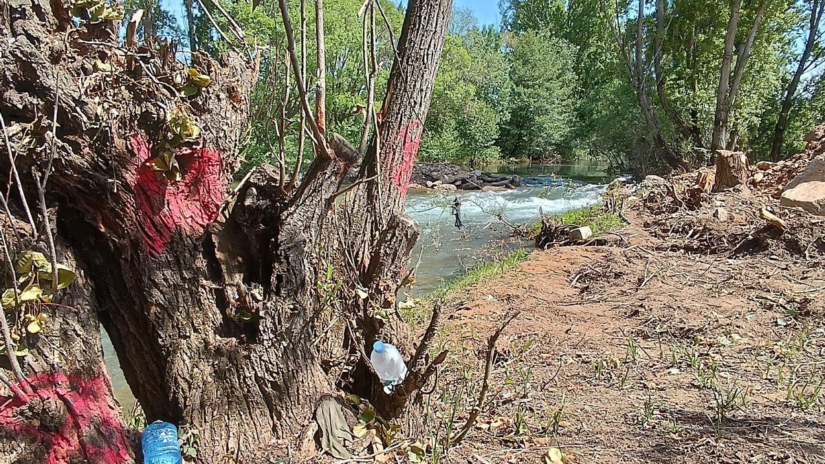 Ejemplares marcados y ya cortados, entre basura, y dique en el río por las obras de la Red de Calor en el Torío.