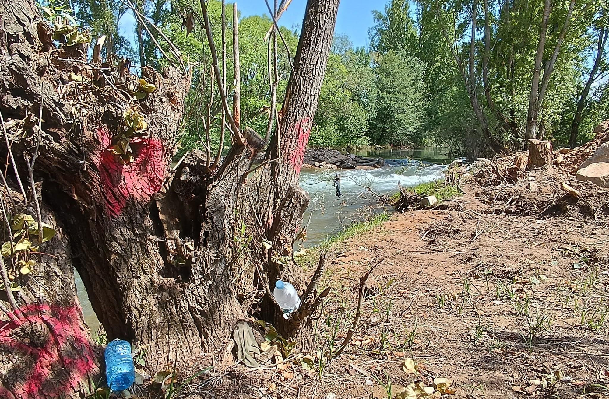 Ejemplares marcados y ya cortados, entre basura, y dique en el río por las obras de la Red de Calor en el Torío.