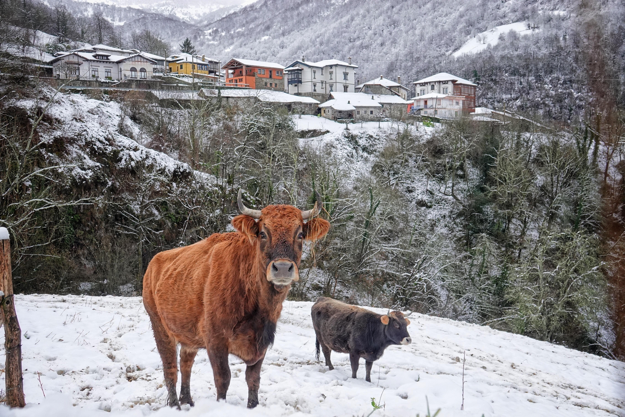 Varias vacas pastan entre la nieve de Ponga, en Asturias