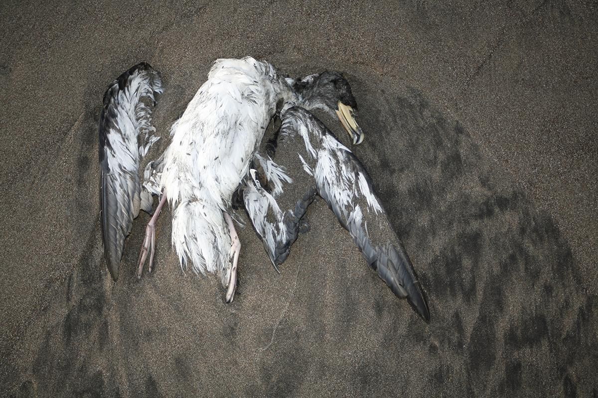 Ave muerta en la playa de Güigüi. (Foto: Alejandro Ramos)