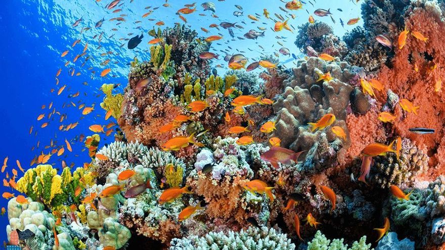 Un latido oculto en el arrecife: dos modelos revelan cómo crecen y resisten los corales ante la crisis climática