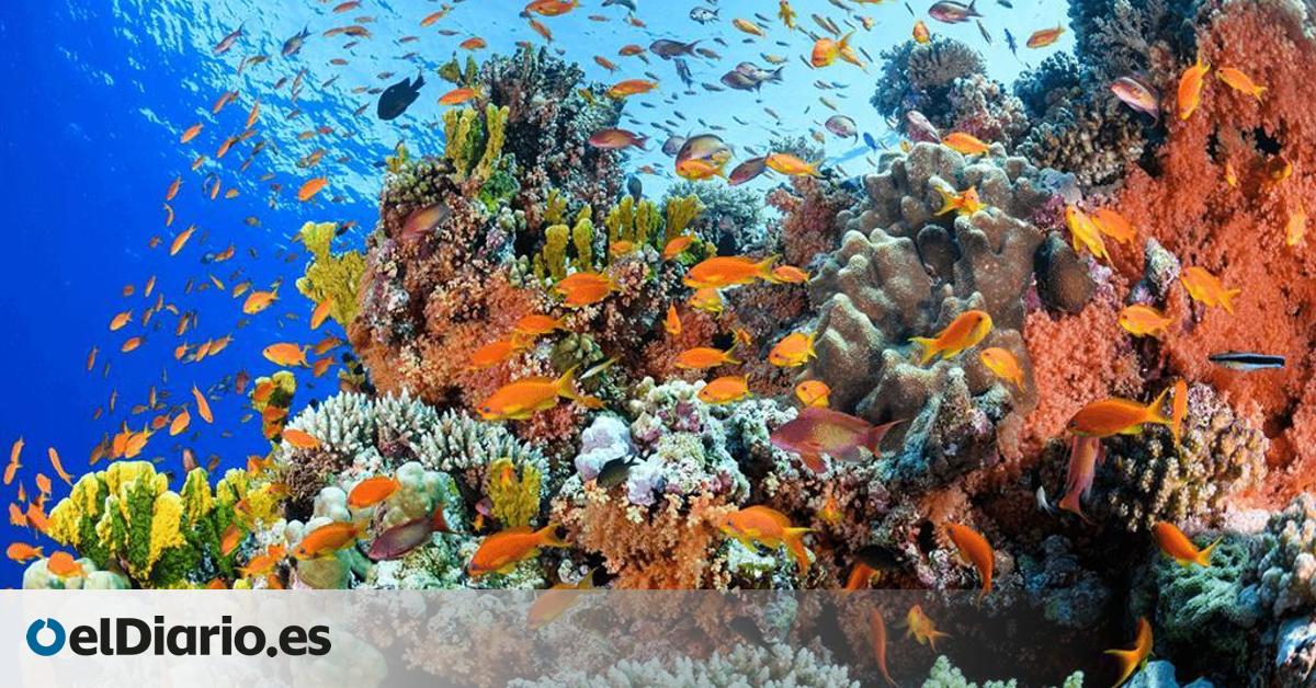 Un latido oculto en el arrecife: dos modelos revelan cómo crecen y resisten los corales ante la crisis climática