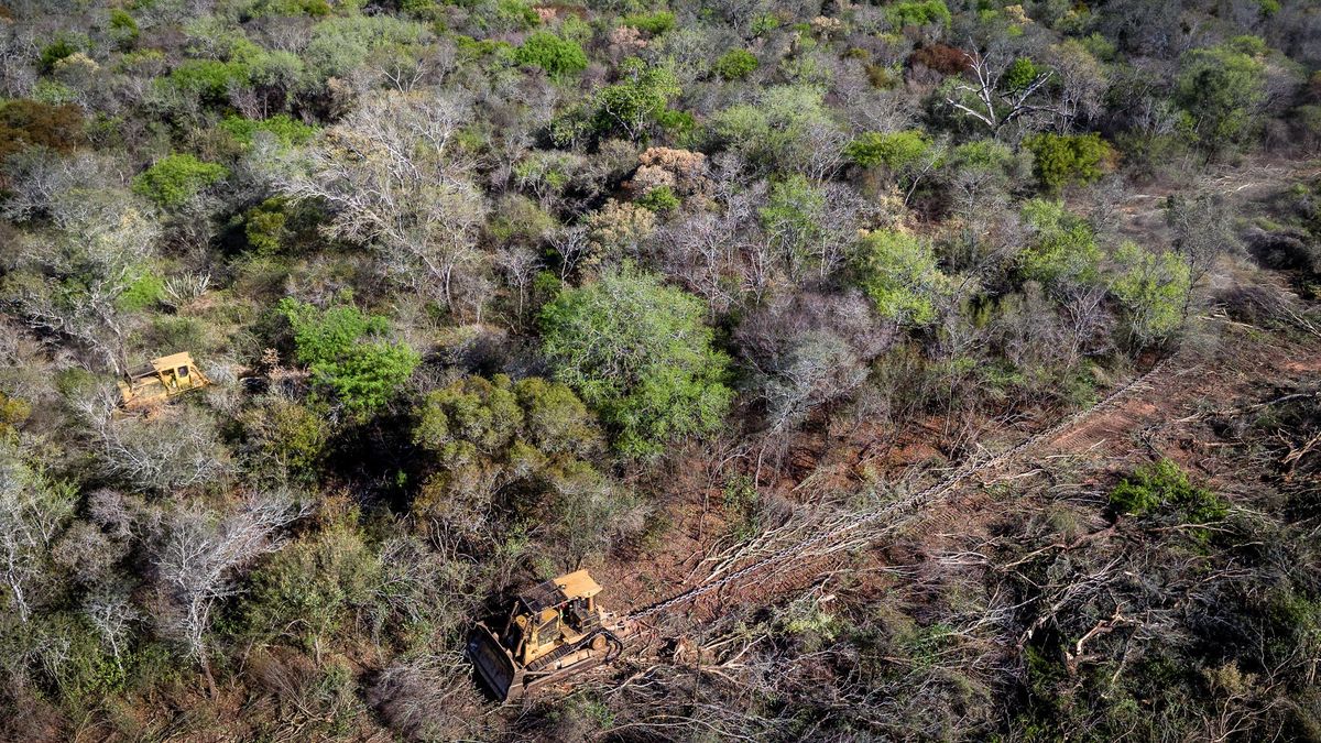 Salta es una de las provincias con más denuncias de daños a los bosques nativos.