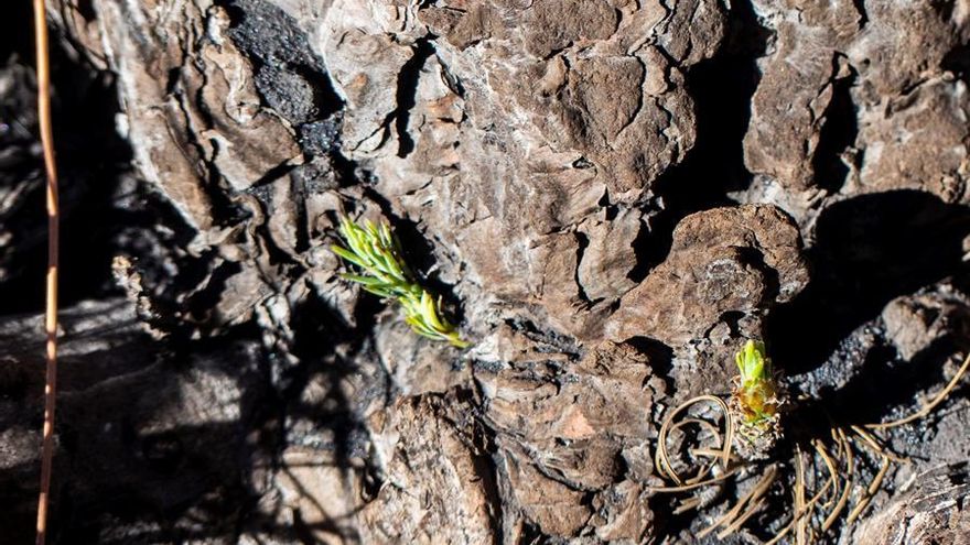 En la imagen brotes de pino canario.