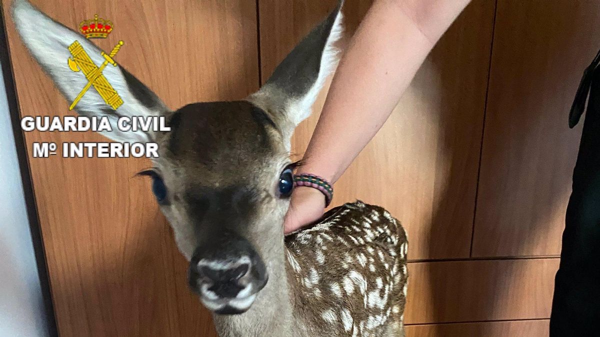 Cría de cierva rescatada