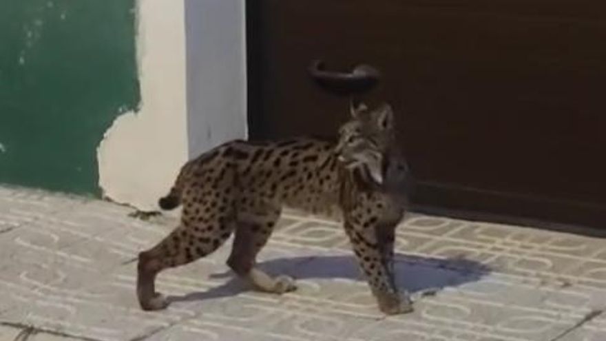 Una hembra de lince ibérico nacida en libertad aparece por las calles de un pueblo de Albacete