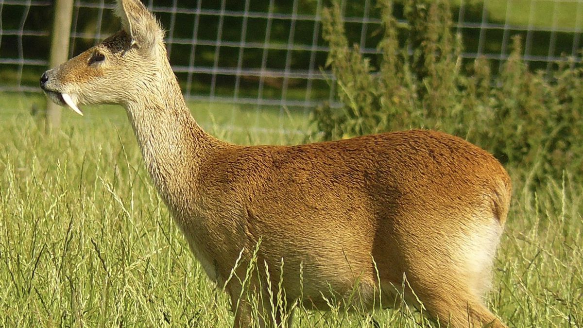 La caza mermó mucho a estos animales