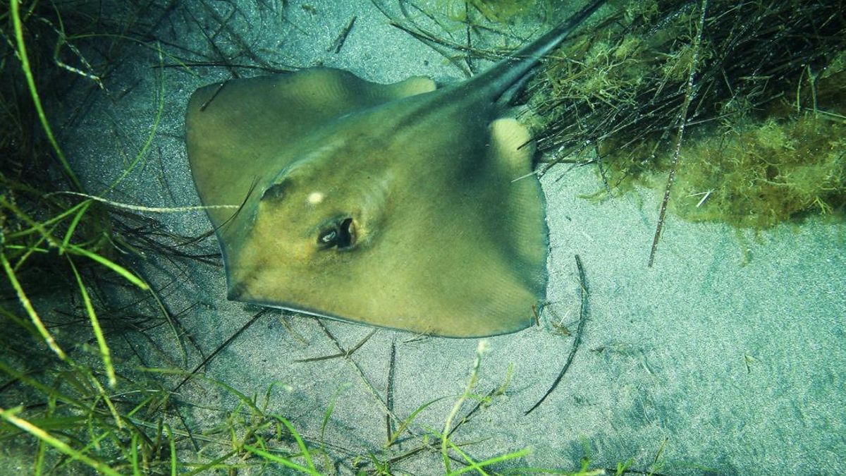 Chucho amarillo (Dasyatis pastinaca) en El Pajar, Gran Canaria.