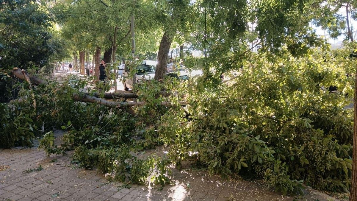 Árbol caído sobre la acera