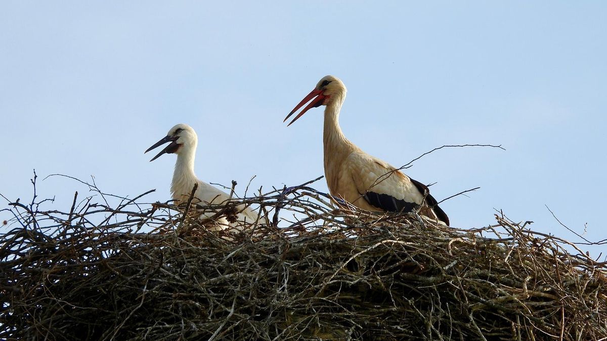 Ecologistas denuncian la retirada ilegal de un nido de cigüeña con polluelos mientras el Gobierno riojano alega razones de seguridad