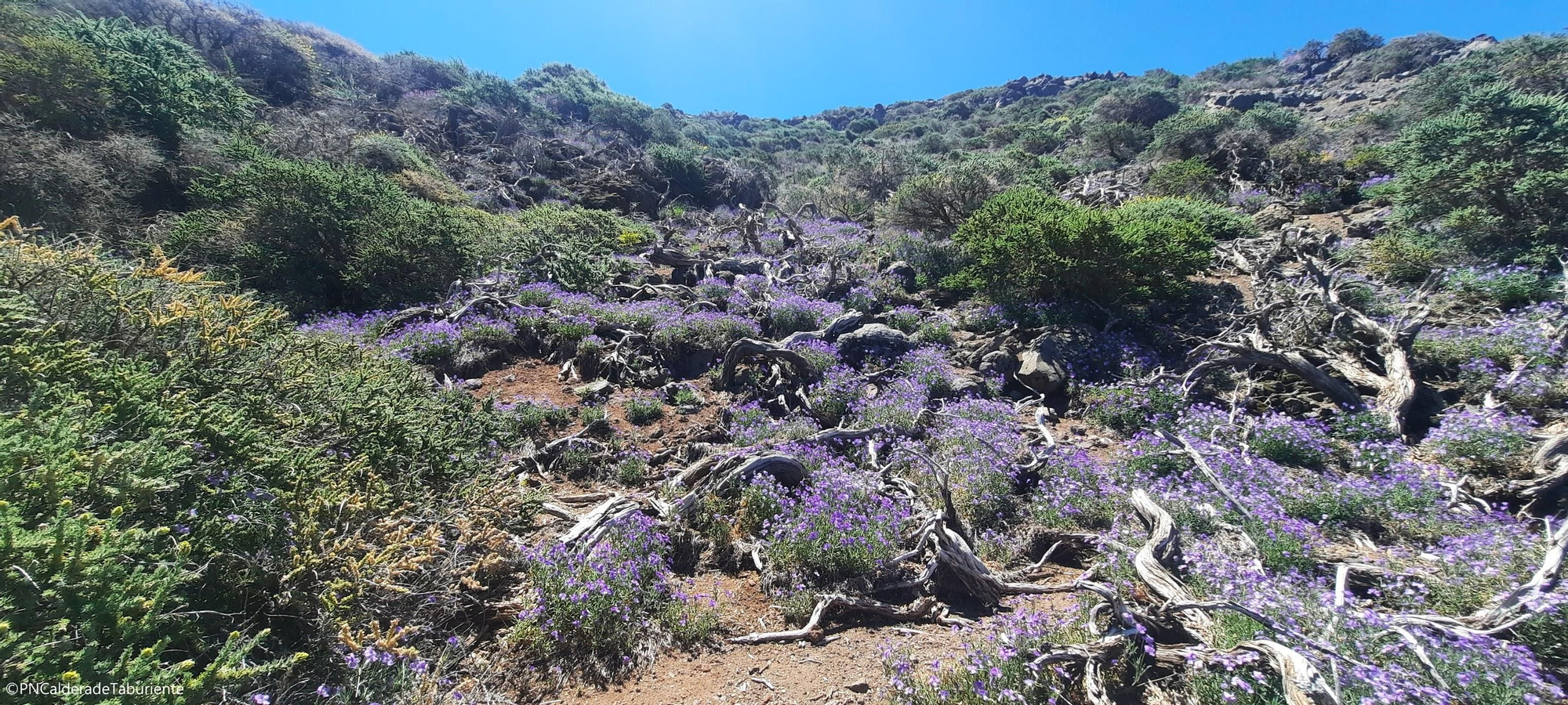 La floración de las plantas de cumbre dibuja un paisaje primaveral en la cúspide La Palma. En la la foto, violetas o pensamientos de cumbre (𝘝𝘪𝘰𝘭𝘢 𝘱𝘢𝘭𝘮𝘦𝘯𝘴𝘪𝘴). 