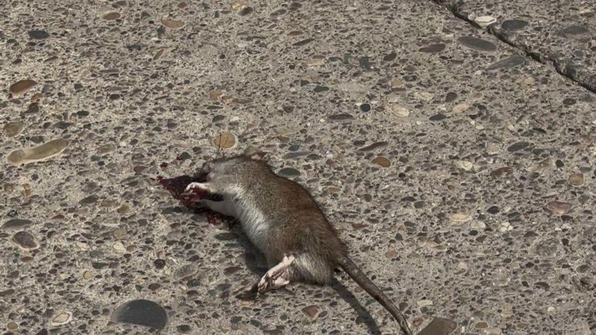 Hacemos Córdoba exige al alcalde un plan integral de desratización en toda la ciudad