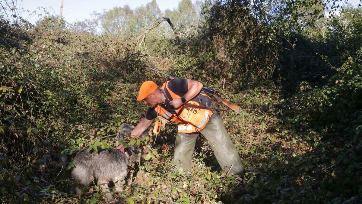 La Xunta da vía libre durante un año a la caza del jabalí en toda Galicia desde este viernes