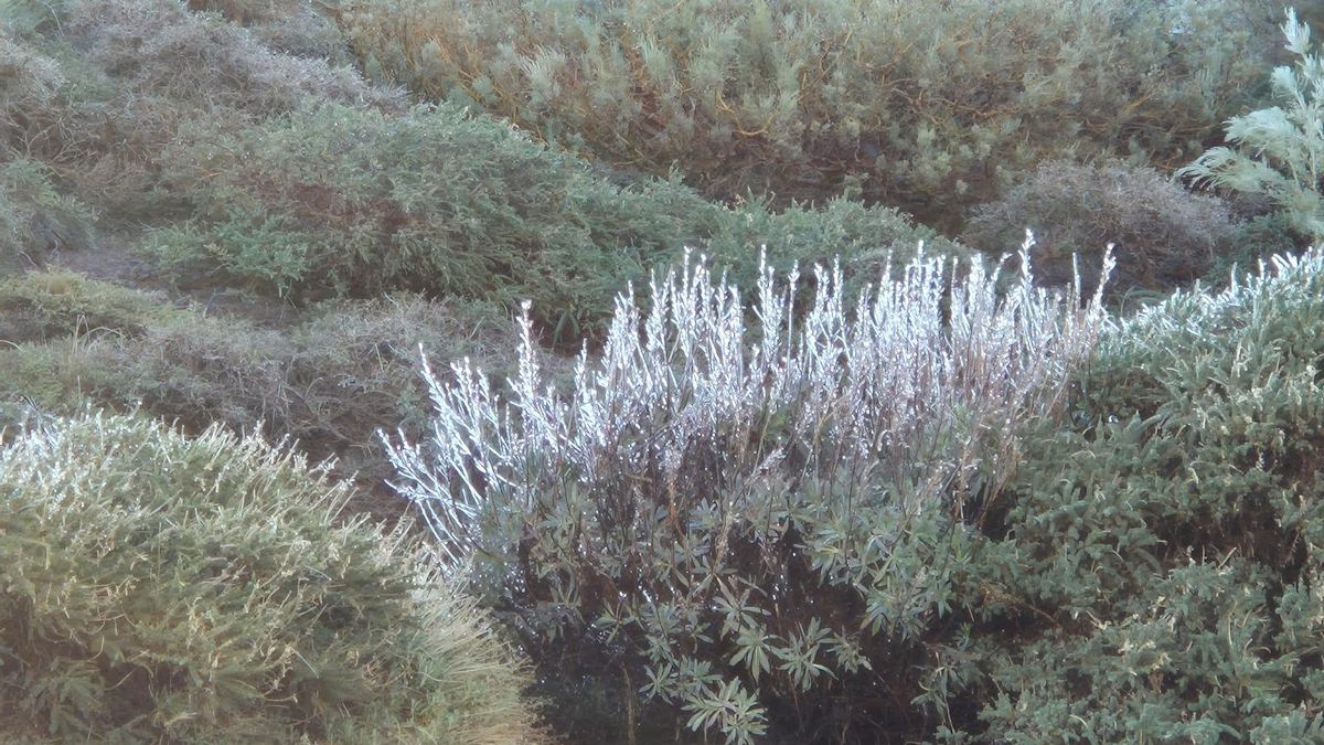 Helada, este miércoles, en las cumbres de La Palma.