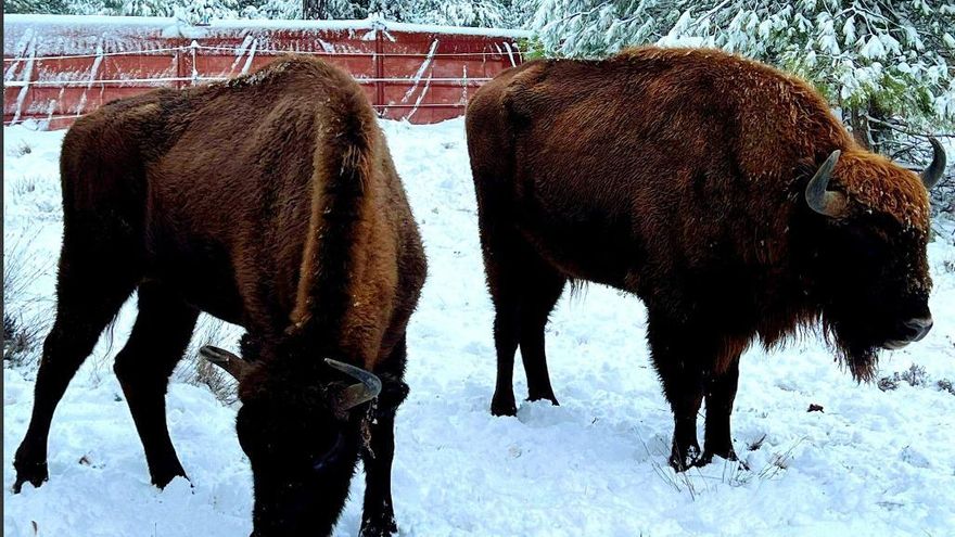 La nieve deja estampas impresionantes en Villanueva de Alcorón, en el corazón del Alto Tajo