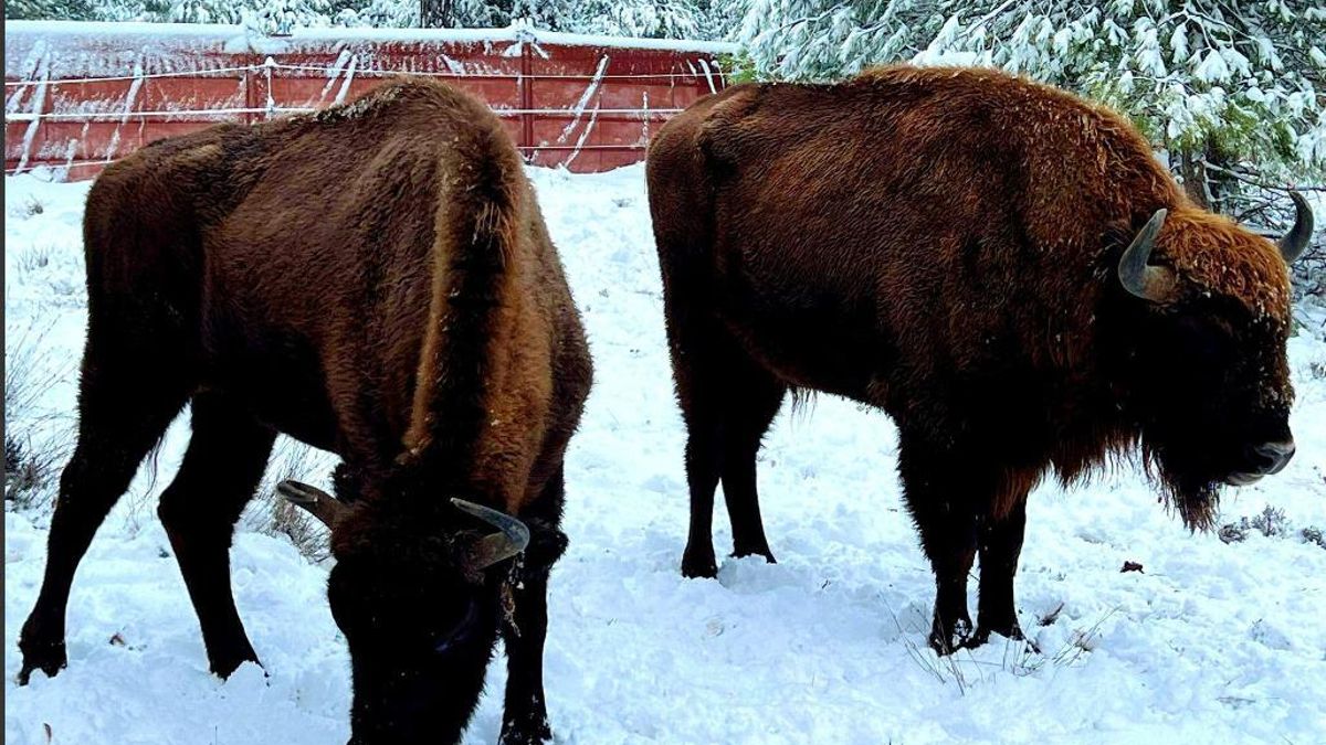 La nieve deja estampas impresionantes en Villanueva de Alcorón, en el corazón del Alto Tajo