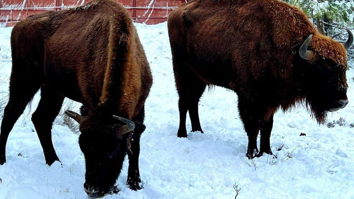 Bisontes en Villanueva de Alcorón (Guadalajara) tras la nevada caída en el Alto Tajo el 24 de enero de 2024