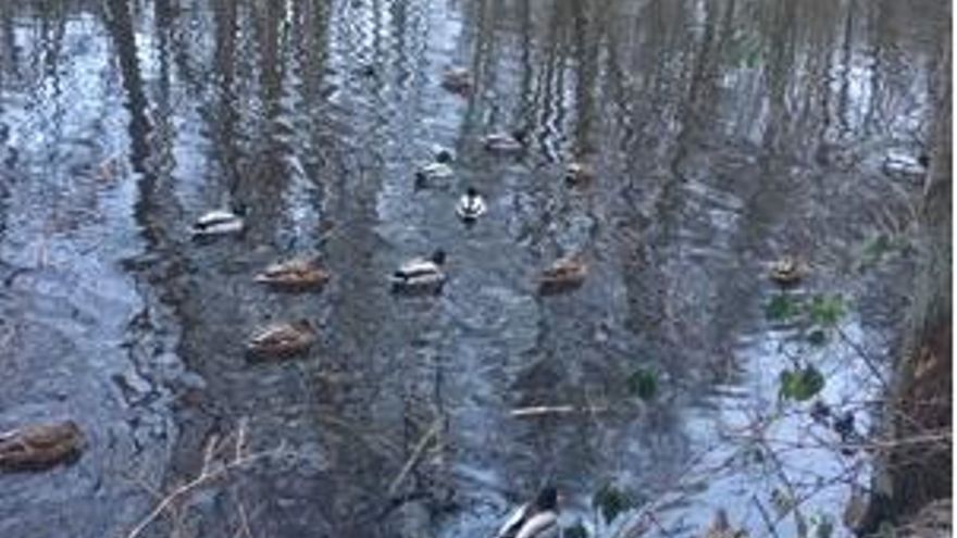 Patos nadan sobre el agua no congelada