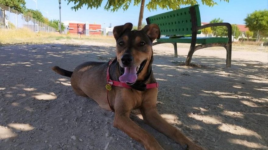 Polémica por el pliego del contrato para la recogida de animales abandonados en Albacete