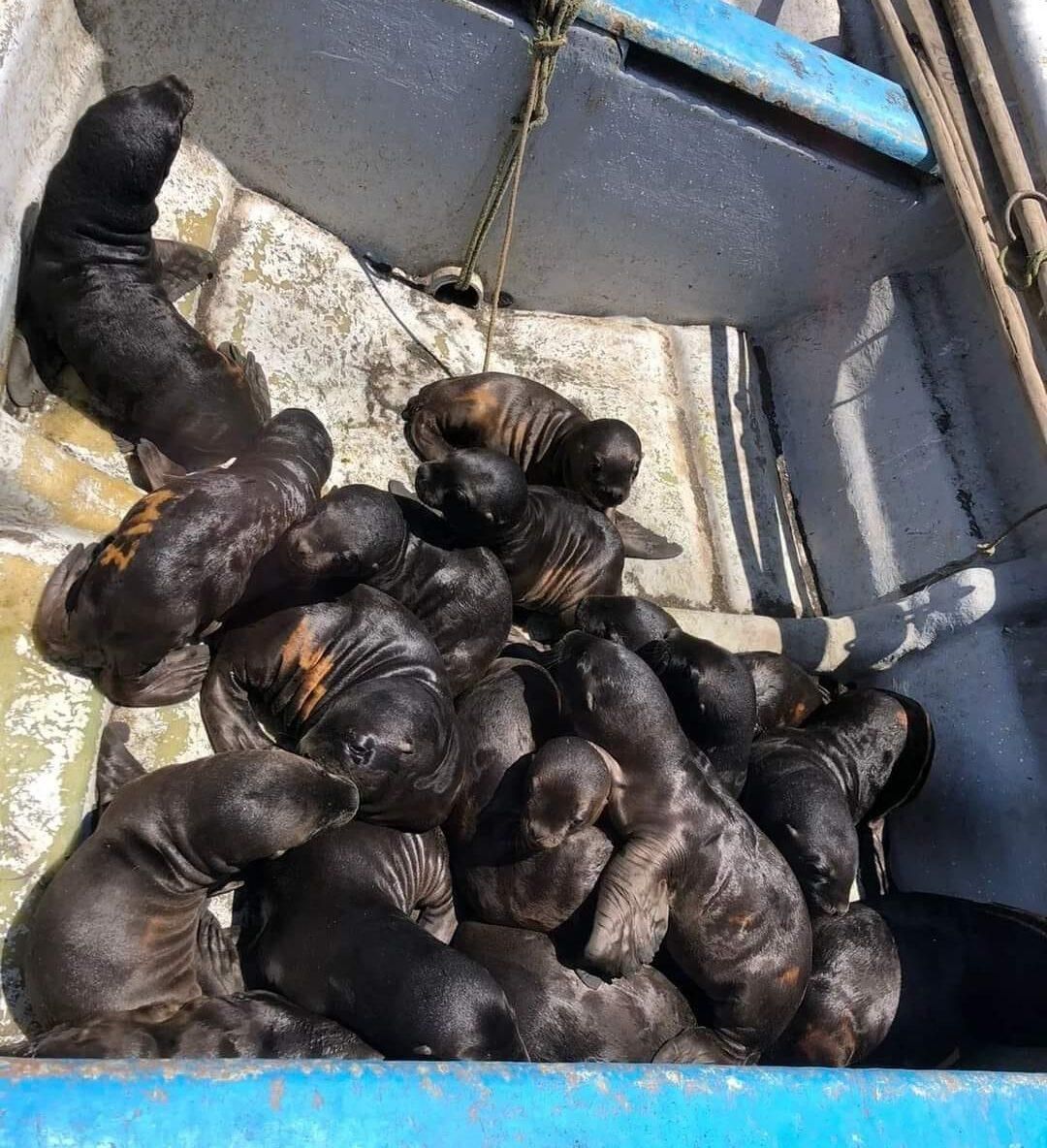 Lobos marinos rescatados de un varamiento en Cobquecura.