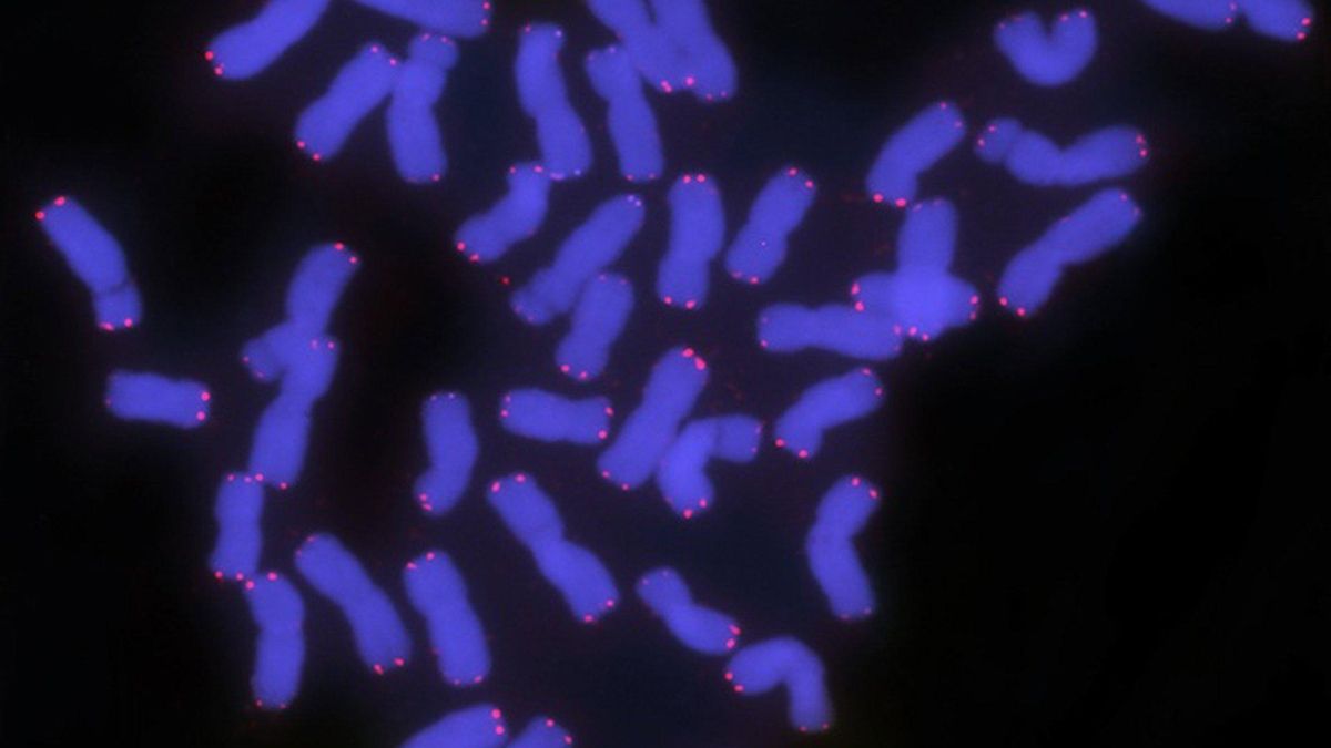 Un estudio revela la importancia de los extremos de los cromosomas del trigo para su mejora genética