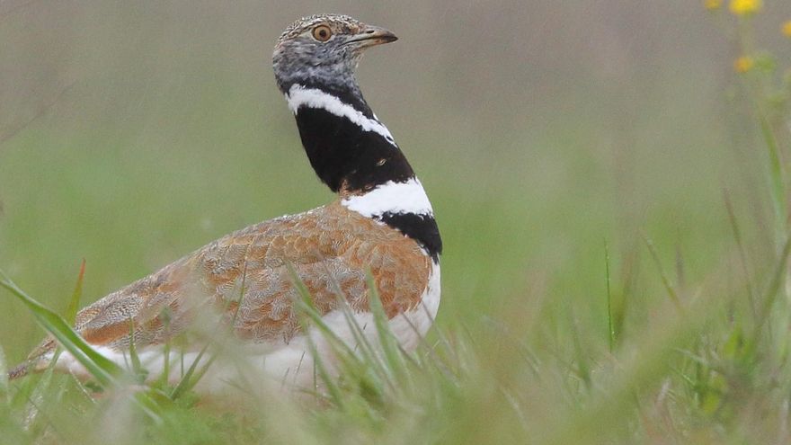 Los barbechos ayudan a conservar las aves esteparias y ocho ensayos lo demuestran