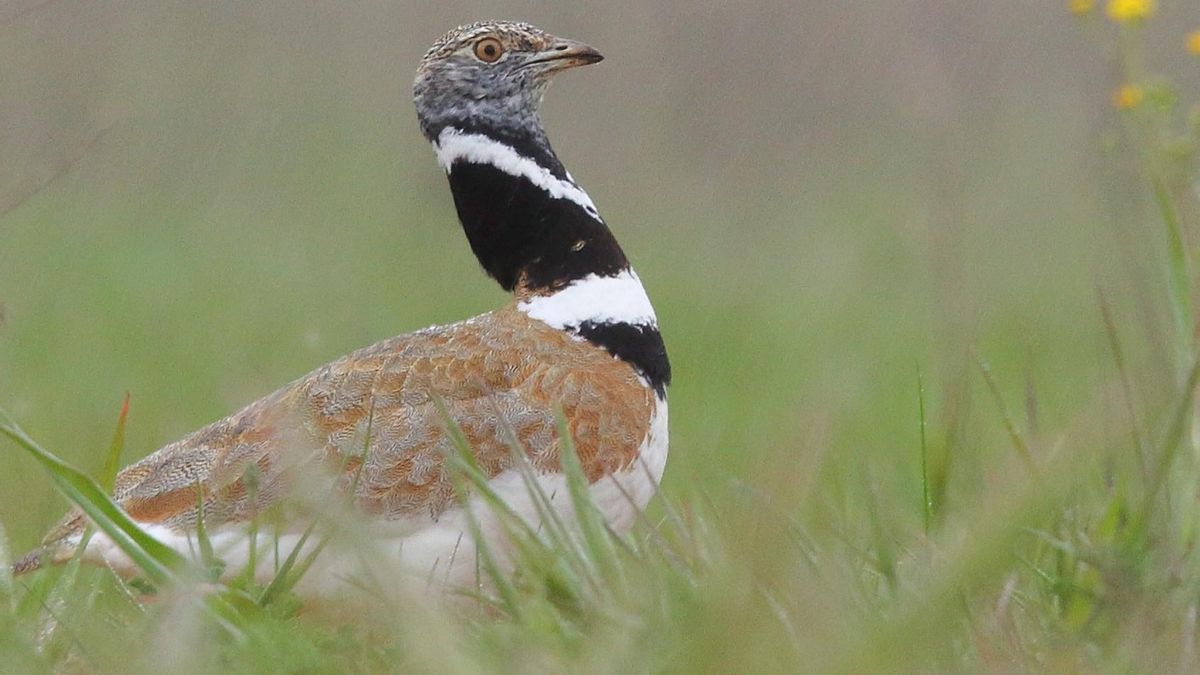 Los barbechos ayudan a conservar las aves esteparias y ocho ensayos lo demuestran