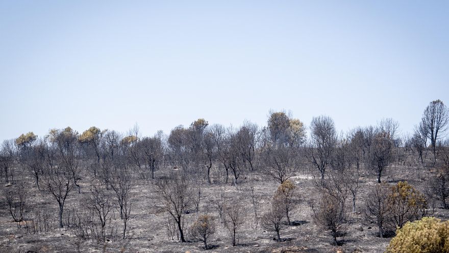 Terreno quemado por el incendio forestal, a 2 de julio de 2026, en Madrid (España).