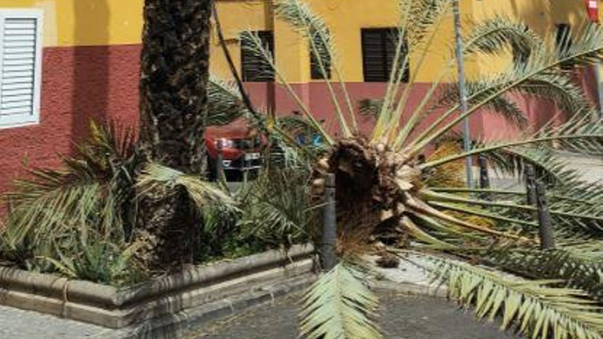 Los fuertes vientos arrancan la copa de una palmera en Las Palmas de Gran Canaria