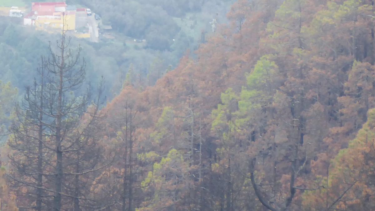 Ladera de dorsal muy afectada por el incendio, con zona de medianías del norte al fondo.