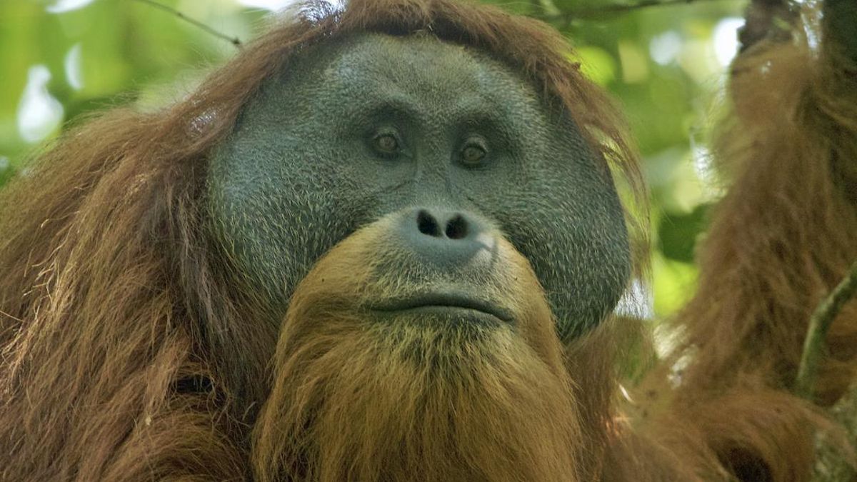 Varios especialistas explicaron que ambos problemas avanzaron unidos y atribuyeron a la actividad humana una subida capaz de empeorar derrumbes sobre masas arboladas