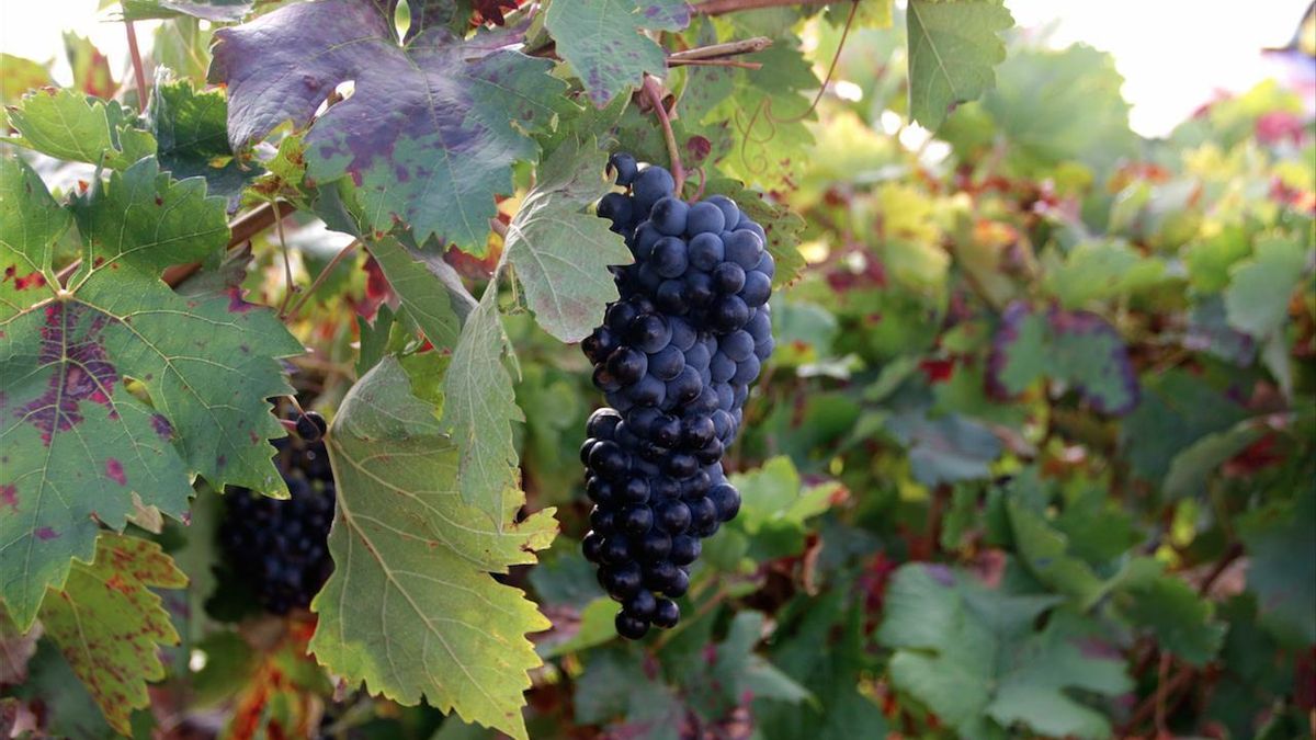 El sector vitícola de La Rioja advierte al Ministerio de Agricultura que su propuesta de los fondos ISV merma las ayudas a viticultores