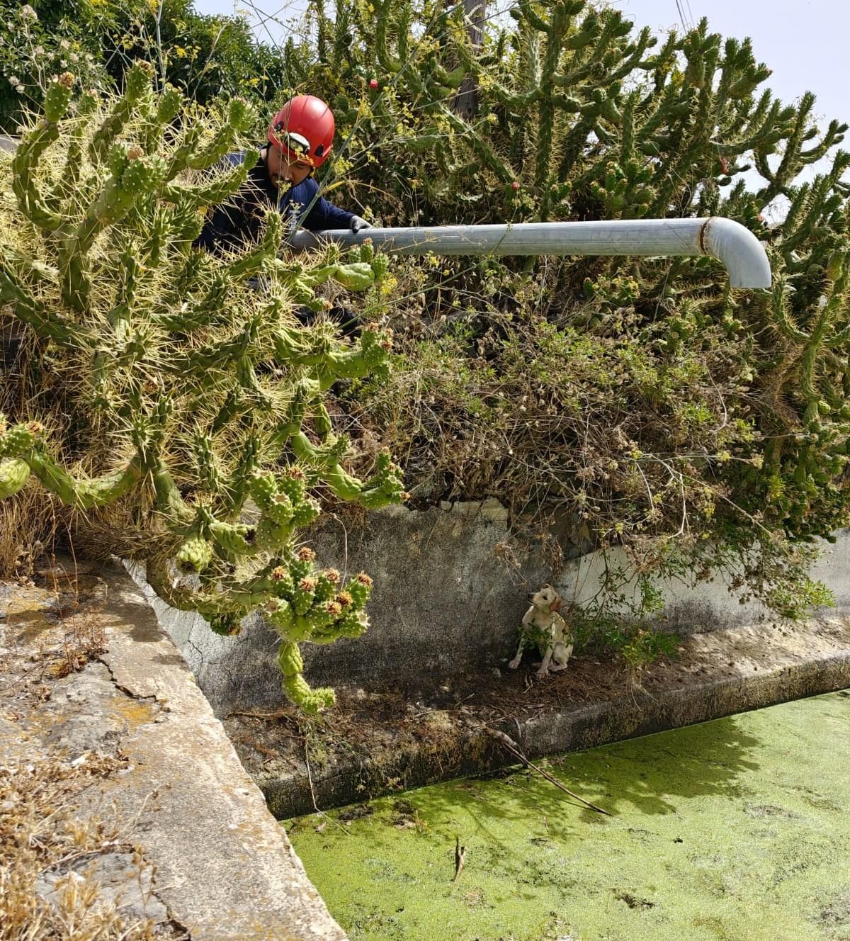 Un bombero   durante  el rescate del perro.