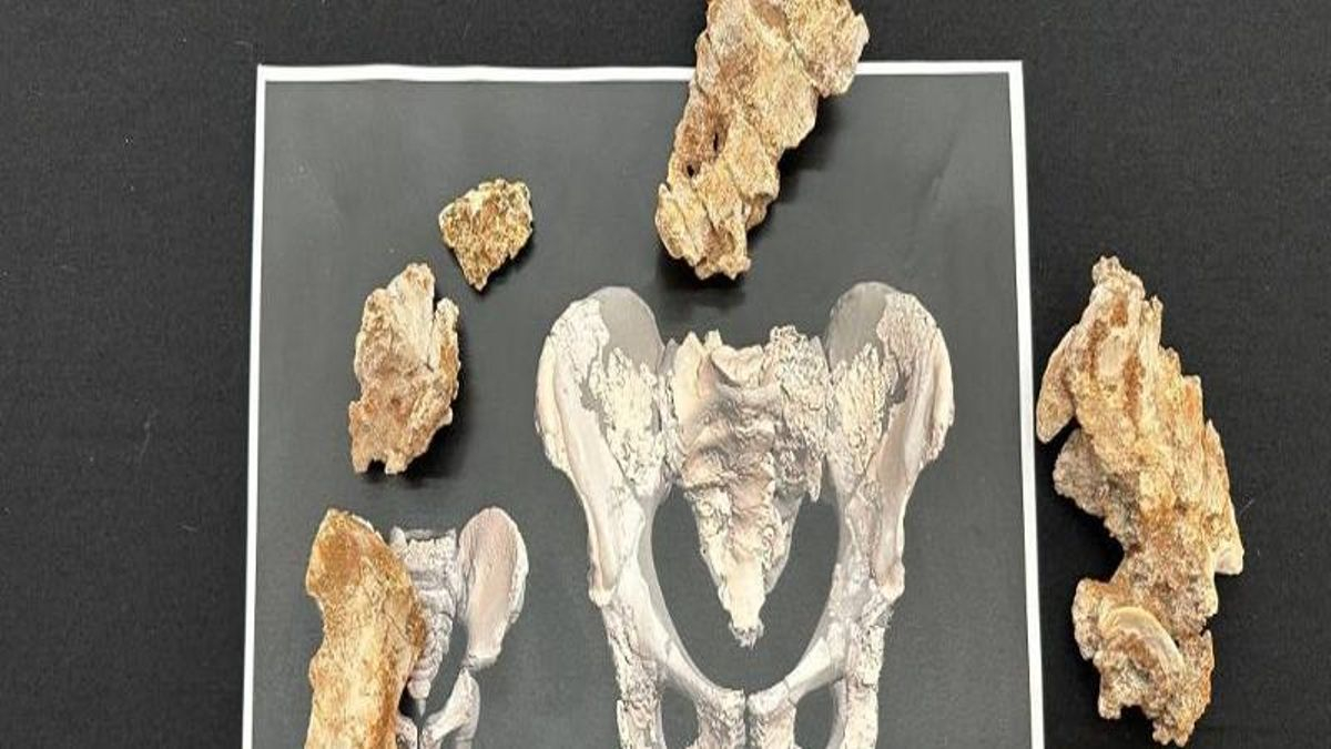 Una pelvis hallada en Torre Pacheco reescribe la evolución del parto humano