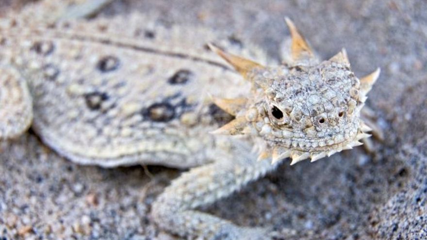 La forma en que un lagarto del desierto bebe agua impulsa un nuevo sistema de recolección más eficiente