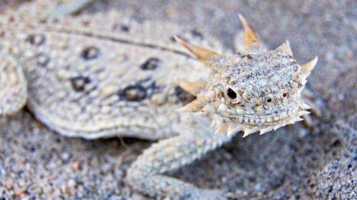 La forma en que un lagarto del desierto bebe agua impulsa un nuevo sistema de recolección más eficiente