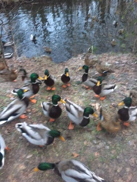 Los patos se acercan a por migajas de pan y luego, decepcionados, se alejan y vuelven a su silencioso nado. Otra vez será