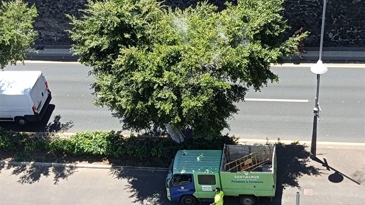 Operarios del Ayuntamiento de Santa Cruz, durante una de las podas de los laureles en la Rambla.