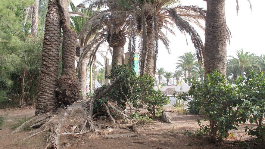 La plaga de palmeral que retrata las lagunas urbanísticas del paraíso turístico del sur de Fuerteventura