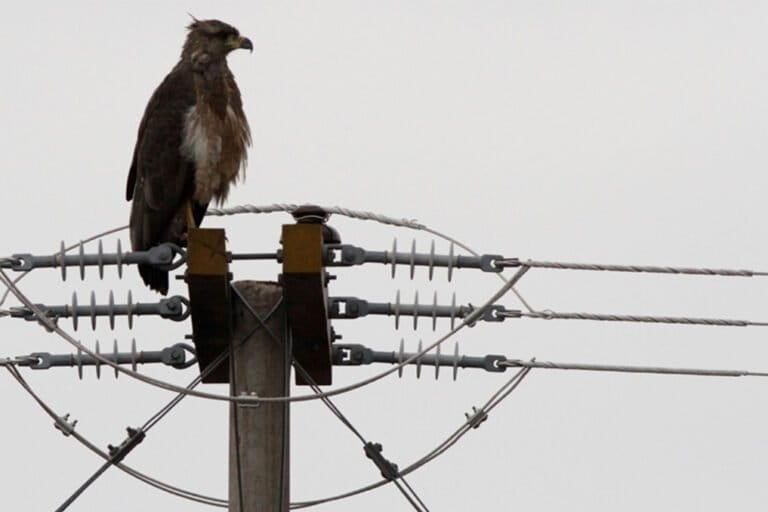 El estudio revela que 160 aves murieron electrocutadas entre 2019 y 2025. Foto: cortesía Ideas y Acciones.