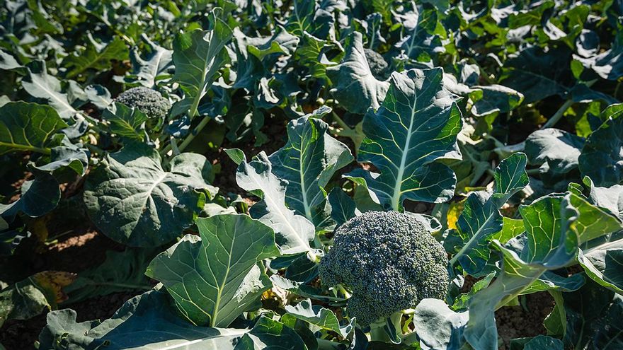 Castilla-La Mancha, dispuesta a establecer pautas en la próxima planificación del Segura que aseguren su desarrollo