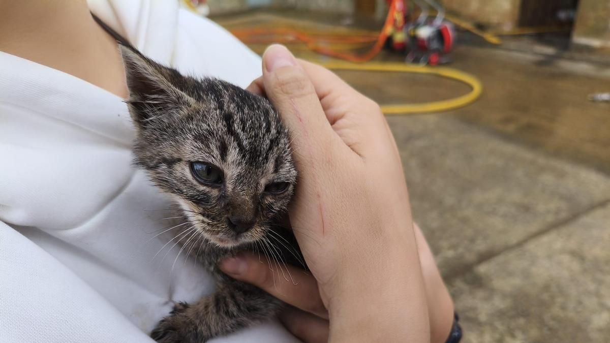 Bomberos de la Diputación de León sofocan un incendio en una vivienda y rescatan un gato en Pajares de los Oteros