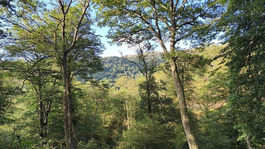 Cantabristas denuncia que el Gobierno de Cantabria “está desprotegiendo los bosques autóctonos” con su interpretación “retorcida” de la normativa europea