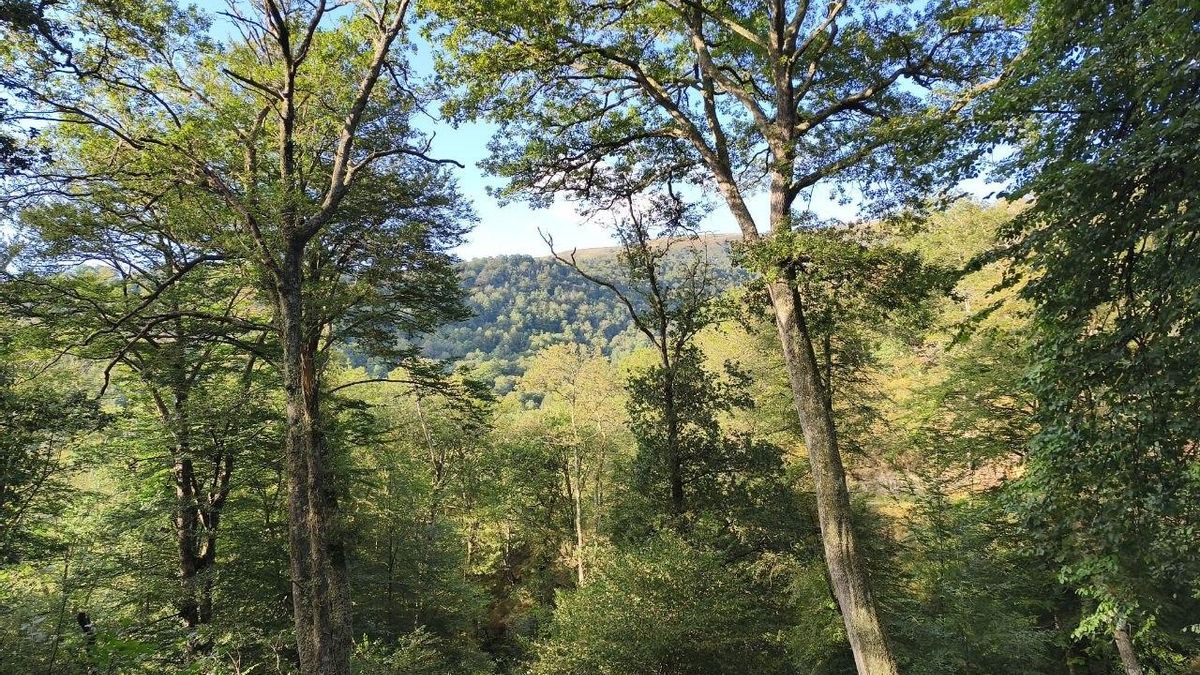 Cantabristas denuncia que el Gobierno de Cantabria “está desprotegiendo los bosques autóctonos” con su interpretación “retorcida” de la normativa europea